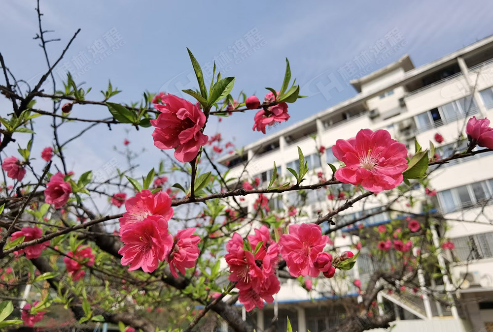 桂林鴻程花團(tuán)錦簇，滿園春色，邀您一起共賞春景，共商大計(jì)！